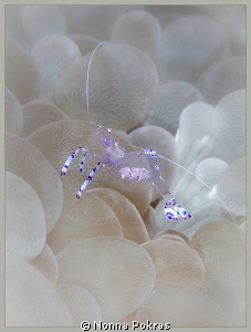Shrimp by Nonna Pokras 